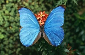Images Dated 27th May 2010: MORPHO amatonte Butterfly - blue shading, wings in full view