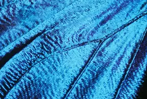 Morpho Prints: Morpho Butterfly - close-up of scales