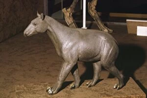 Images Dated 17th July 2008: Morpus - prehistoric reconstruction