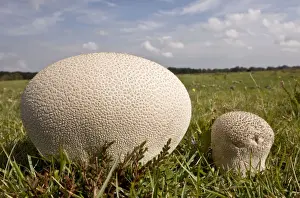 Mosaic Puffball - on heathy grassland - New Forest