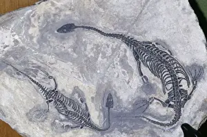 Aquatic Prints: Mosasaur Aquatic Lizard Fossil - Triassic period Guizhou Prov. China