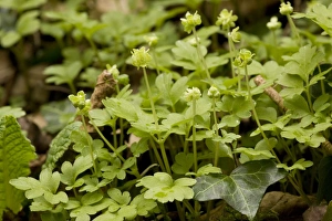 Images Dated 15th April 2006: Moschatel