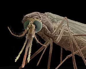 Microscopic Gallery: Mosquito