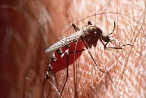 Aedes Gallery: MOSQUITO - DRINKING BLOOD