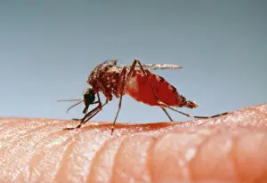Biting Prints: Mosquito Drinking blood