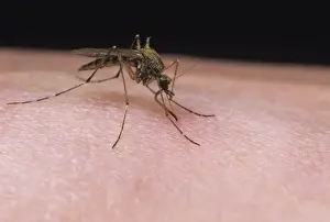 Mosquito - female feeding on human arm - UK