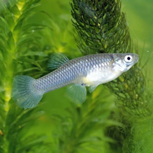 Images Dated 27th May 2005: Mosquito Fish
