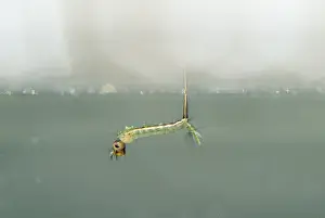 Breathing Prints: Mosquito Larva - at water surface - UK (Diptera: Culicidae)
