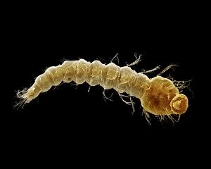 Microscopic Gallery: Mosquito Larvae