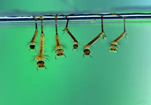 Biting Prints: Mosquito larvae resting just below the water surface