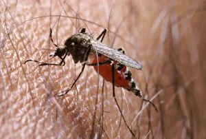 Aedes Gallery: Mosquito Ochlerotatus (Aedes) mariae - Malaria