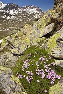 Switzerland Prints: Moss Campion - dense alpine cushion plant. Swiss Alps