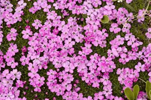 Campion Prints: Moss campion (Silene acaulis); beautiful alpine tussock plant; uncommon in UK