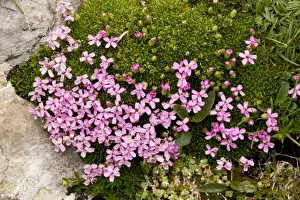 Campion Prints: Moss campion (Silene acaulis ); uncommon in UK mountains