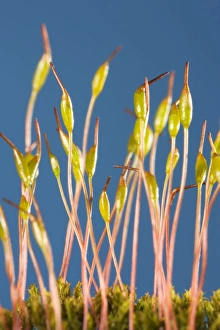 Images Dated 13th April 2006: Moss - capsules