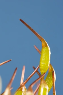Images Dated 13th April 2006: Moss - capsules
