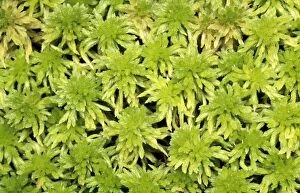 Images Dated 20th December 2006: Moss - carpet of Sphagnum UK