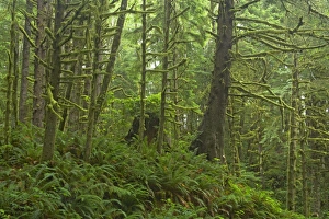 Images Dated 9th August 2006: Moss Covered Coastal Forest Ecola State Park, North Oregon Coast. USA LA001058