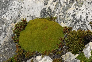 Images Dated 23rd March 2007: Moss covered ground, Falkland Islands