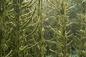 Moss Covered old growth forest