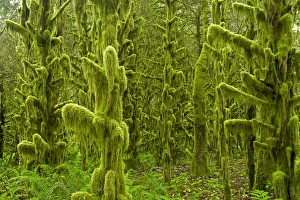 Images Dated 9th August 2006: Moss Covered old growth forest Tillamook area, Oregon, USA LA001032