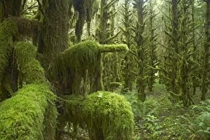 Images Dated 9th August 2006: Moss Covered old growth forest Tillamook area, Oregon, USA LA001022