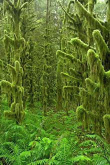 Trees Collection: Moss Covered old growth forest Tillamook area, Oregon, USA LA001027