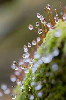 Images Dated 12th November 2012: Moss - covered in raindrops