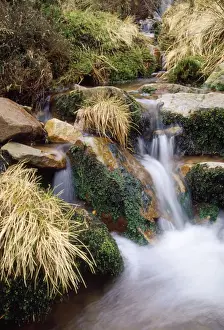 Mosses Prints: Moss covered rocks - in upland stream UK