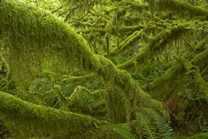 Plant Texture Prints: Moss Covered Trees Hoh Rain Forest, Olympic National Park, Washington State, USA LA001654