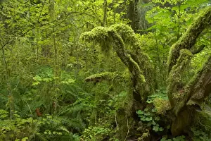 Moss Covered Trees Hoh Rain Forest, Olympic National Park, Washington State, USA LA0001643