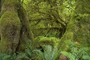 Images Dated 9th August 2006: Moss Covered Trees Hoh Rain Forest, Olympic National Park, Washington State, USA LA001637