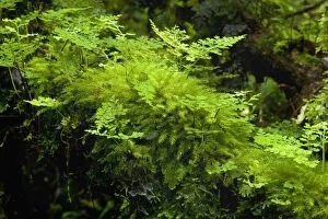 Moss and Fern - thick layer of moss and fern growing