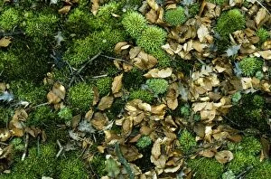 Images Dated 4th October 2006: Moss - & leaf litter