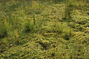Images Dated 20th December 2006: Moss - Sphagnum lawn