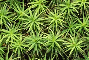 Mossy Carpet