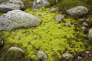 Images Dated 13th July 2006: Mossy hillside bog, dominated by the moss