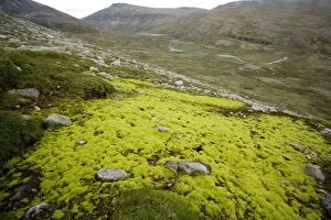Images Dated 13th July 2006: Mossy hillside bog, dominated by the moss Philonotis fontana. Norway. Dovrefjell National Park