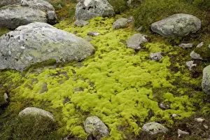Bogs Prints: Mossy hillside bog, dominated by the moss Philonotis fontana