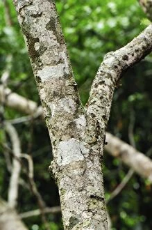 Images Dated 6th January 2008: Mossy Leaf-tailed Gecko - Montagne d'Ambre National Park - Antsiranana - Northern Madagascar