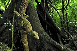 Madagascar Prints: Mossy Leaf-tailed Gecko - Montagne d'Ambre National Park - Antsiranana - Northern Madagascar
