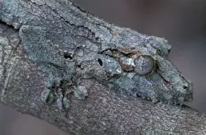 Deception Prints: Mossy Leaf-tailed Gecko / Southern Leaf-tailed Gecko - Andasibe Mantadia National Park - Madagascar