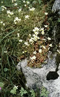 Hill Prints: Mossy Saxifrage - rare in UK. Status vulnerable