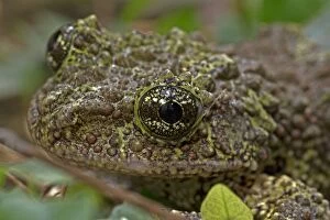 Images Dated 14th November 2014: Mossy / Vietnamese Mossy / Tonkin Bug-eyed Frog