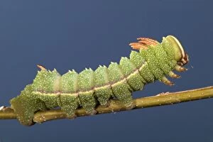 Images Dated 6th August 2004: Moth - Caterpillar