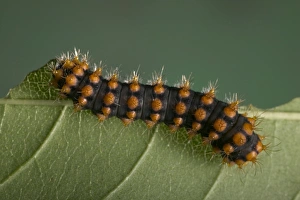 Images Dated 21st March 2005: Moth - Caterpillar