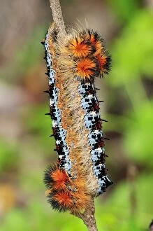 Moth caterpillar (Borocera sp. )