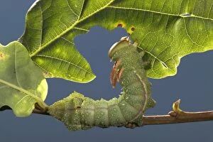 Images Dated 6th August 2004: Moth - Caterpillar eating
