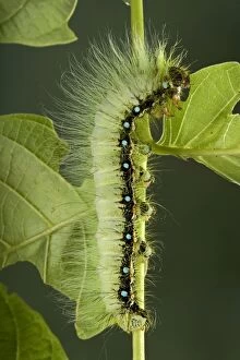 Moth - caterpillar eating a leaf