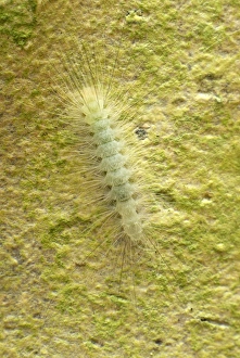 Images Dated 22nd November 2007: Moth caterpillar - on a tree - Danum Valley Conservation Area - Sabah - Borneo - Malaysia